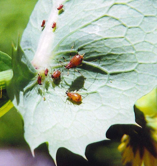 Aphids